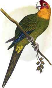 CAROLINA PARROT.