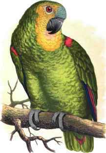 BLUE.-FRONTED AMAZON.