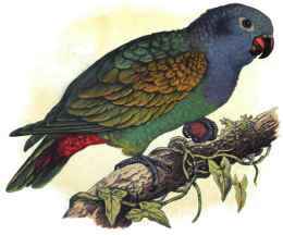Red-Vented Parrot.