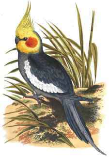 COCKATIEL.