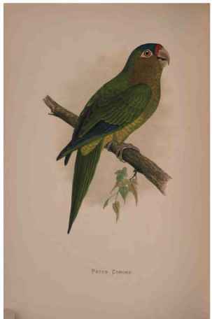 Petz's Conure.
