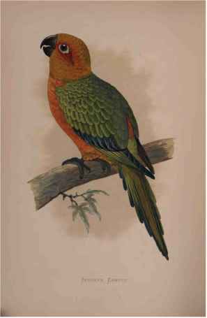 Jendaya Conure.