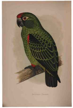 Jardine's Parrot.