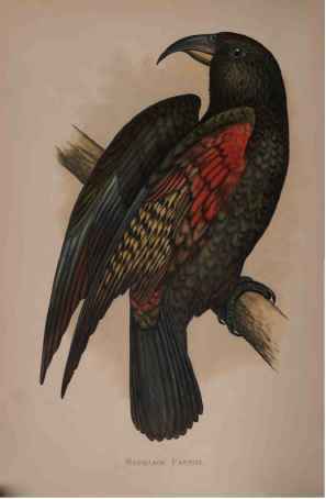Mountain Parrot Of New Zealand, Or Kea.
