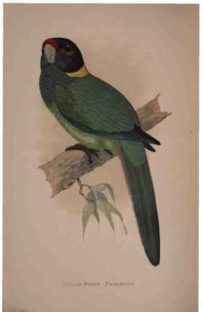 Yellow-Naped Parrakeet.