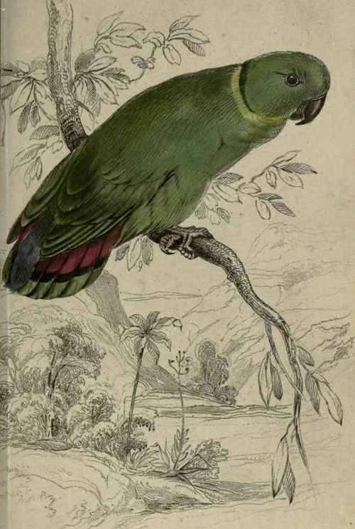 Plate 11. Agapornis Swinderlanus. Swindern's Love Bird.