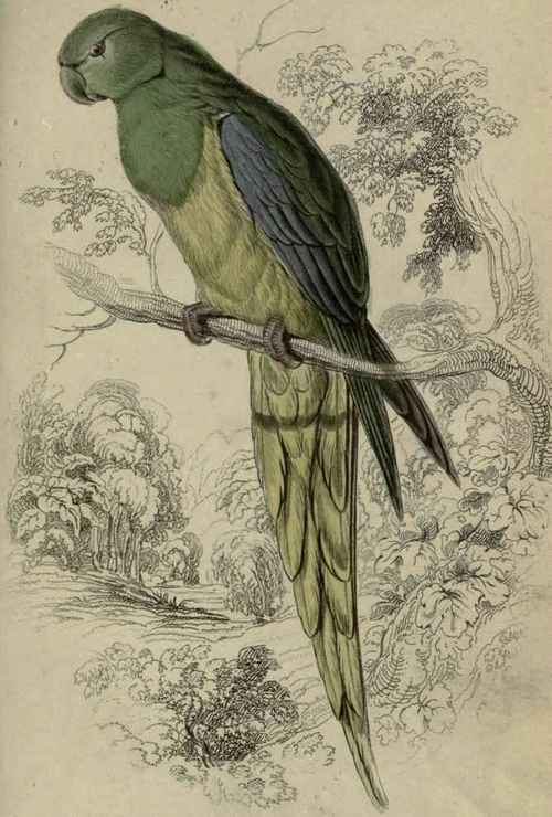 Plate 27. Nanodes Venustus.
