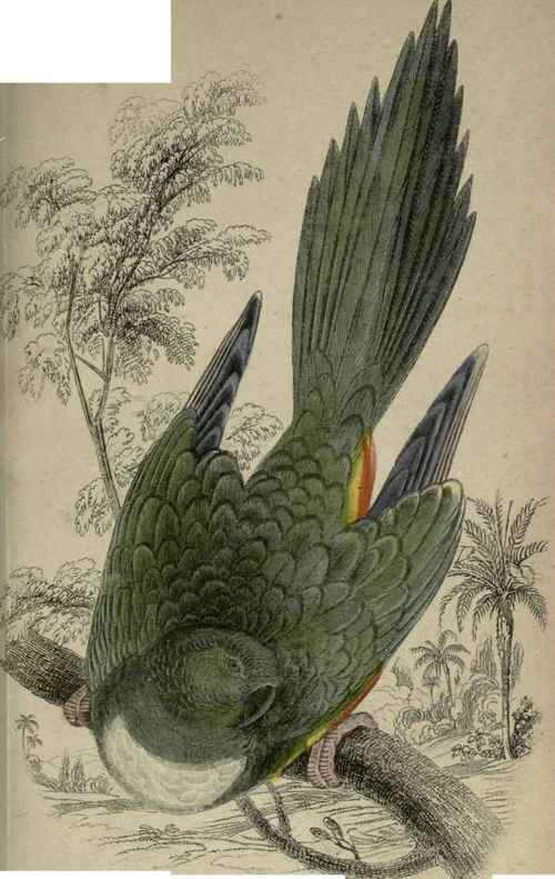Plate 4. Arara Patagonica.