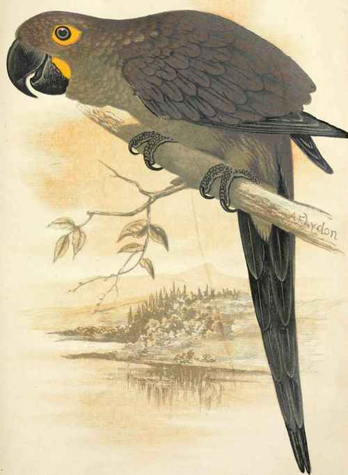 Hyacinthine Macaw