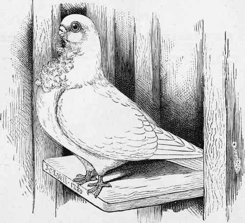 The African Owl