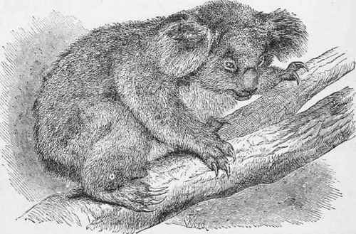 The Koala