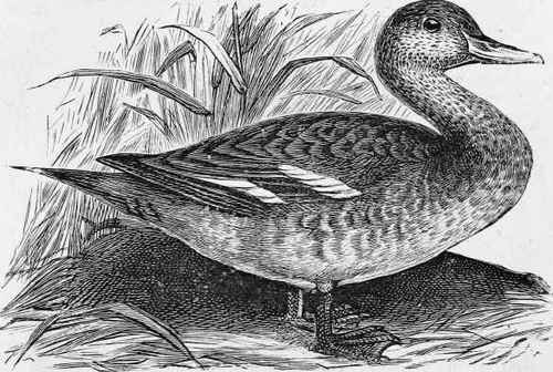 The Pintail Duck