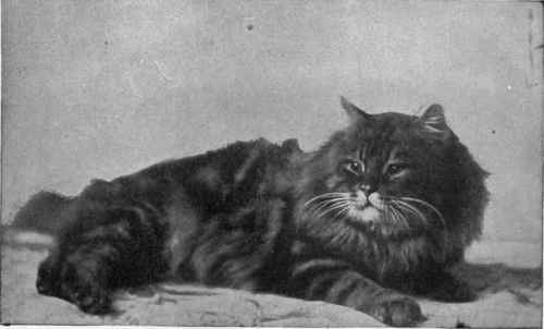 Miss Frances Simpson's Brown Tabby Champion Persimmon
