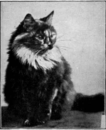 Miss Kate Sangster's Champion Royal Yum Yum Amery, photo, Portsmouth