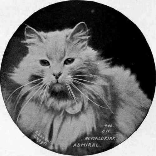 Miss Winifred Beale's Champion Cream Romaldkirk Admiral