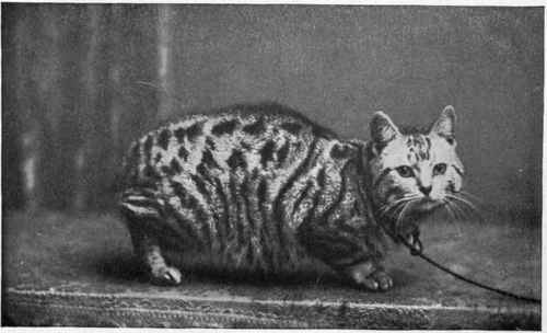 Mr. Ward's Manx Silverwing Glacier, photo, Longsigh