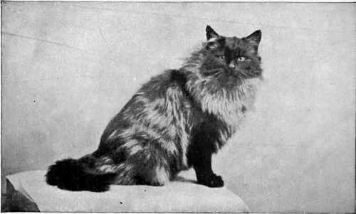 Mrs H. V. James' Smoke Champion Backwell Jogram