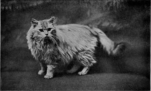 Mrs. Nield's Silver The Absent minded Beggar Landor, photo, Ealing