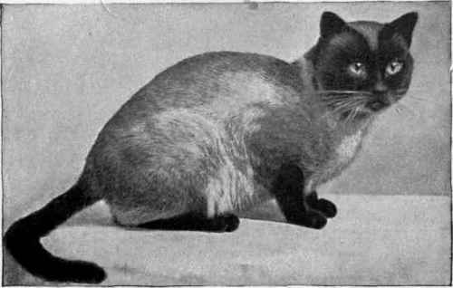 Mrs. Parker Brough's Siamese Tiam o' Shian IV Speight, photo, Kettering