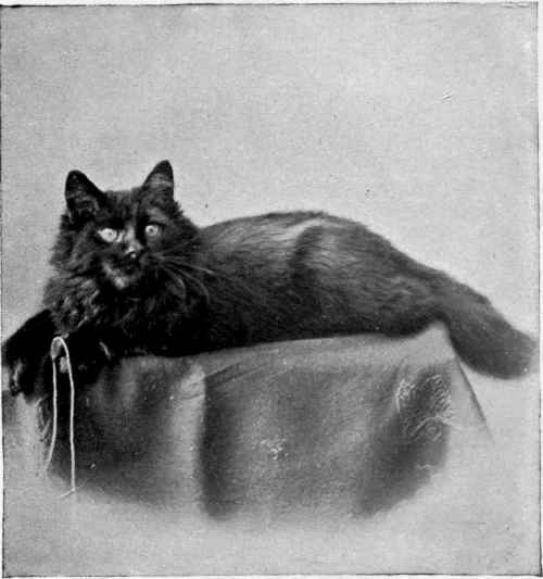 Mrs Robert Little's Othello Nottle, photo, Beckenham