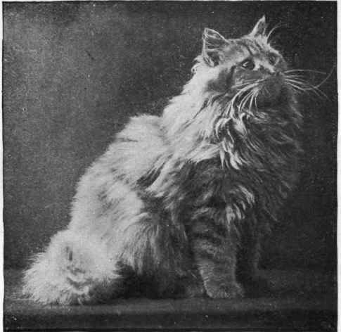 Mrs. W. Vidal's Orange Persian Male Torrington Sunnysides