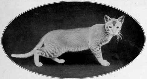 Burmese Cat