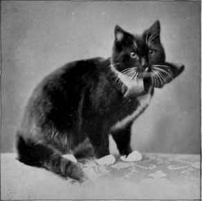 A Black And White Britisher