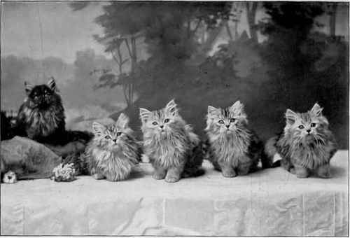 A Gang Of Poachers   Kittens Belonging To Miss Alice Dell