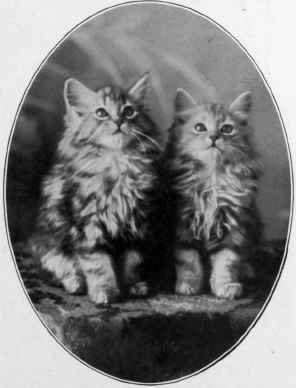 A Pair Of Silver Tabbies