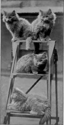 Blue' Persian Kittens