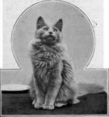 Blue Persian Presented by Miss Patterson to Her Majesty the Queen.