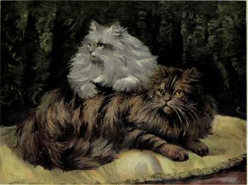 Brown Tabby And Silver Persians