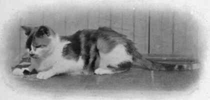 Champion Ballochmyle Otter, Tortoiseshell And White