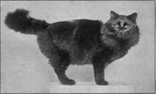 Champion Menelik III.