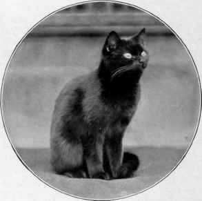 Ebony Of Wigan.