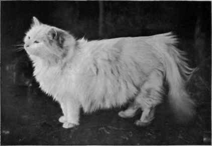 Jungfrau, Sire And Grandsire Of Many American Winners