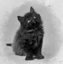 Kitten Bred By Miss Kirki'Atrick