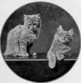 Kittens Belonging To Miss Bromley