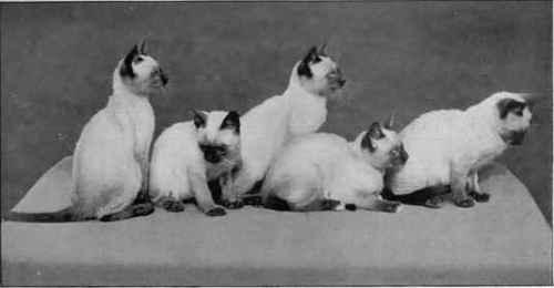 Litter Of Siamese Kittens Belonging to Lady Marcus Beresford.