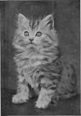Lollypop, One Of Lady Marcus Beresford's Silvers.