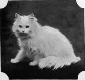 MRS. mclaren's white Persian ladysmith.