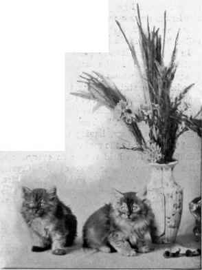 Miss Bartlett's Two Smoke Kittens