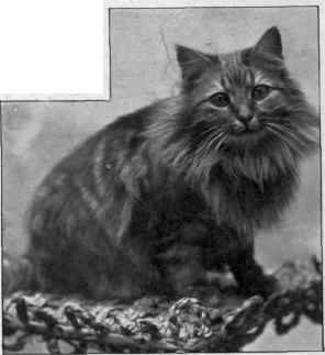 Miss Chamberlayne's Belvedere Tiger.