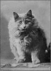 Miss F. Simpson's Bonnie Boy.