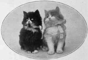 Miss Goddard's Pair Of Kittens