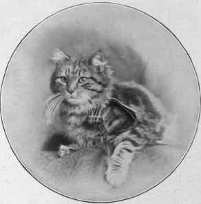 Miss Mellor's Brown Tabby Lady Sholto.