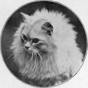 Mrs. Baldlng's Fluffie Tod.