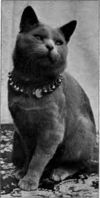 Mrs. Carew Cox's Blue Male Bayard.'