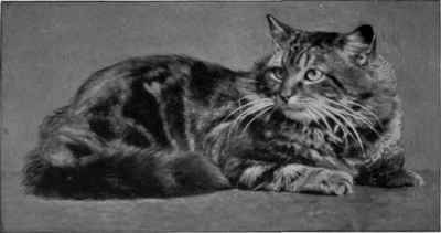 Mrs. D'Arcy Hildyard's Sulphurland.