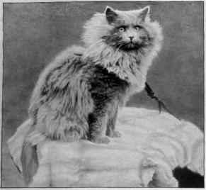 Mrs. Gregory's Skellingthorpe Patrick.